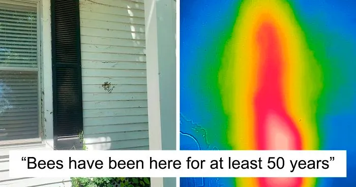 Bee Relocator Posts What He Found After Removing The Outside Wall From A Client’s Home, And His Photos Go Viral