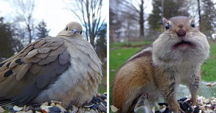 Woman Sets Up A Feeder Cam In Her Yard And The Photos Are Extraordinary (30 New Pics)