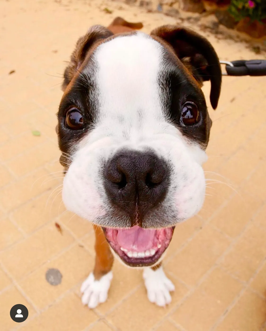 The 5 Most Adorable And Goofy Boxer Puppy Accounts On Instagram