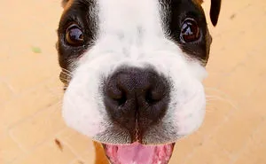 The 5 Most Adorable And Goofy Boxer Puppy Accounts On Instagram
