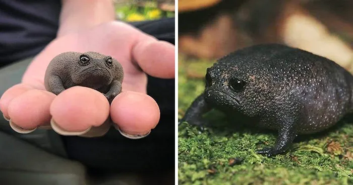 Estas ranas africanas parecen aguacates cabreados y hacen ruiditos graciosísimos
