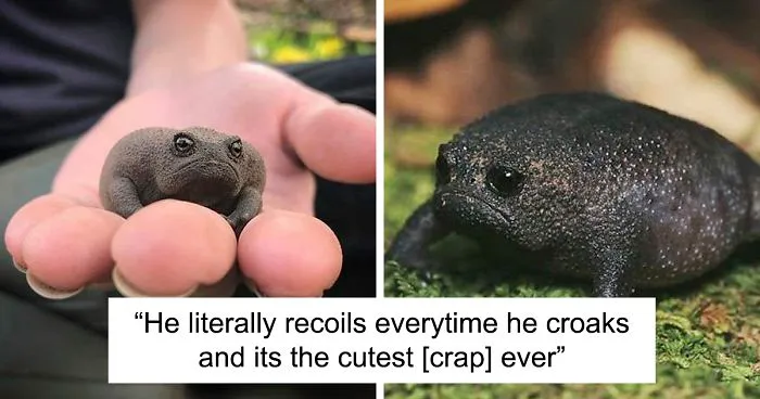 Meet African Rain Frogs That Look Like Angry Avocados And Have The Most Adorable Squeeks