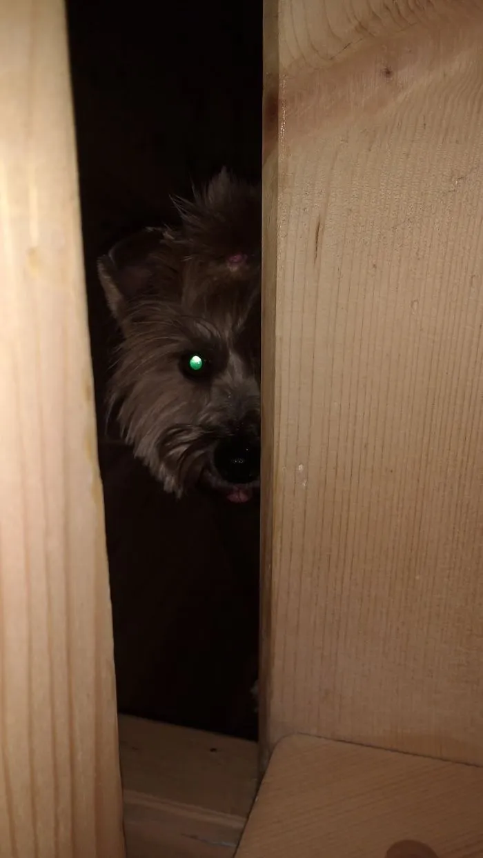 My Dog Is Spying On Me Through The Open Staircase