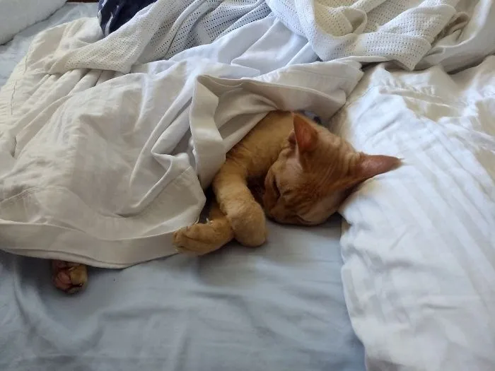Sleeps Like A Hooman. Usually Next To His Hoomans