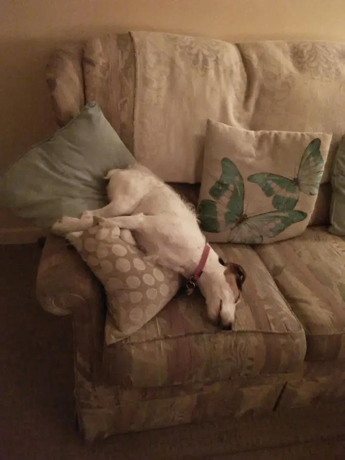 My Parsons Jack Russell Terrier Having Nap!! 😕
