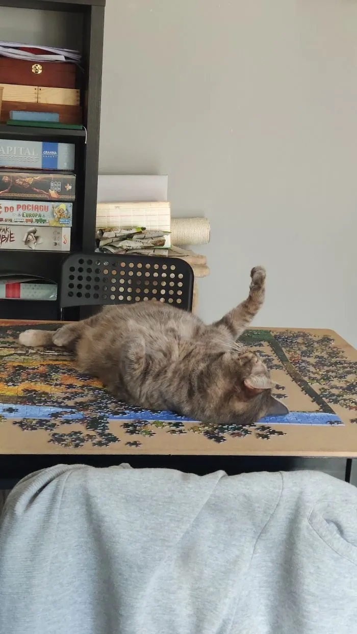 "What Do You Mean I Can Sleep On The Table? I'm Just Doing It!"
