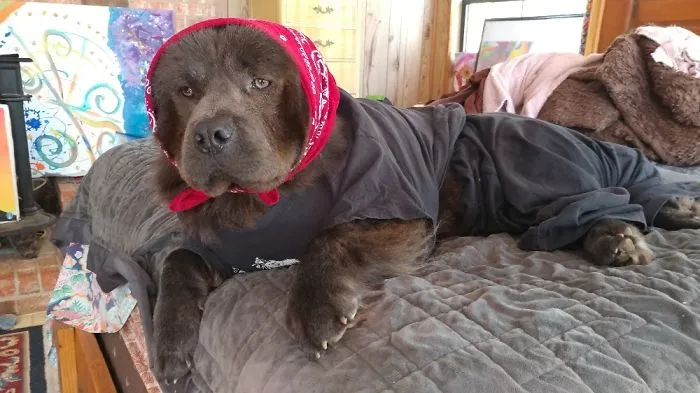 Cleveland As A Babooshka!