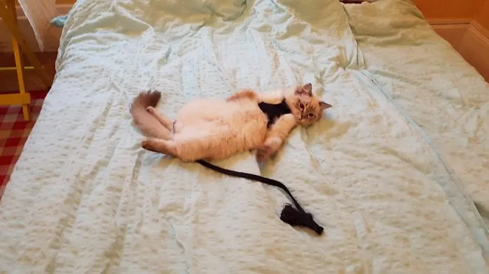 Fell On His Back And Stopped Moving