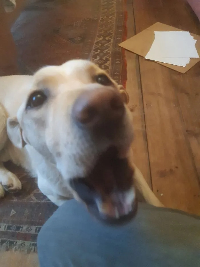 "Roaaaarrrr!"