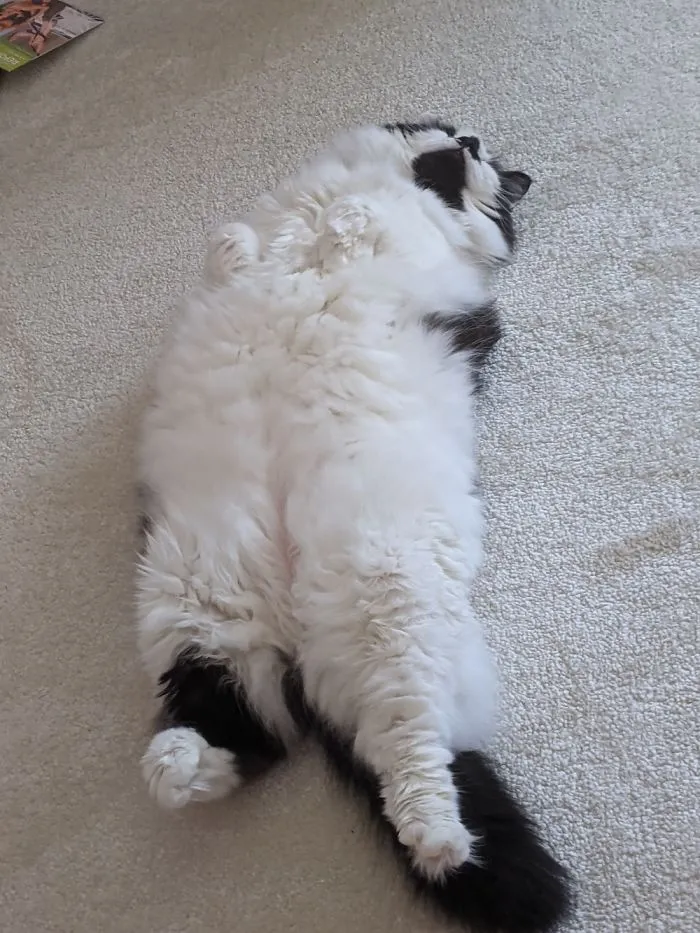 My Cat. Again