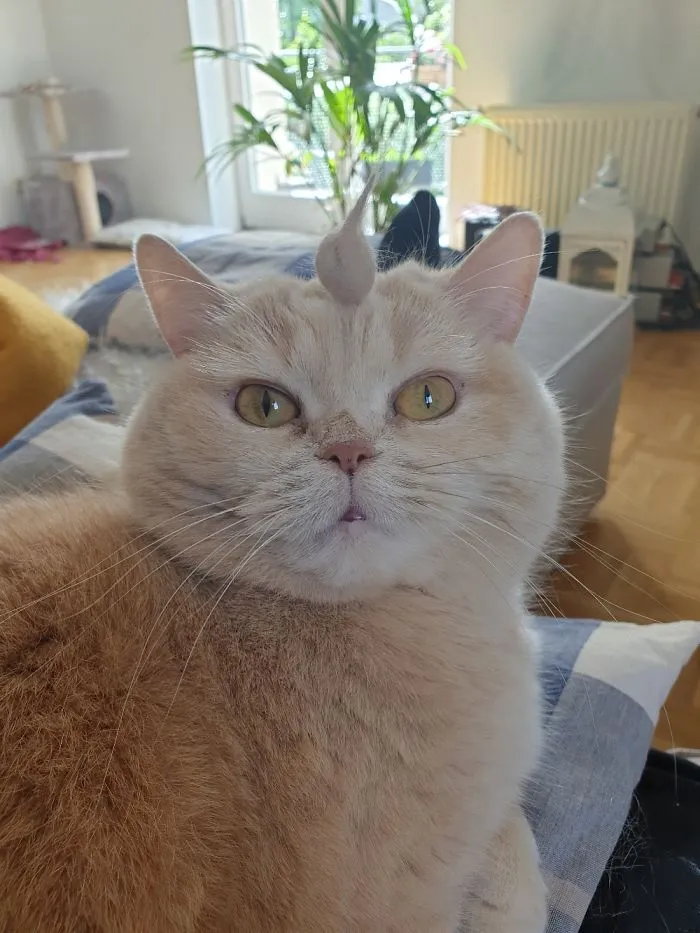 Made A Little "Hat" Out Of Her Fur. She Doesn't Seem To Be Amused