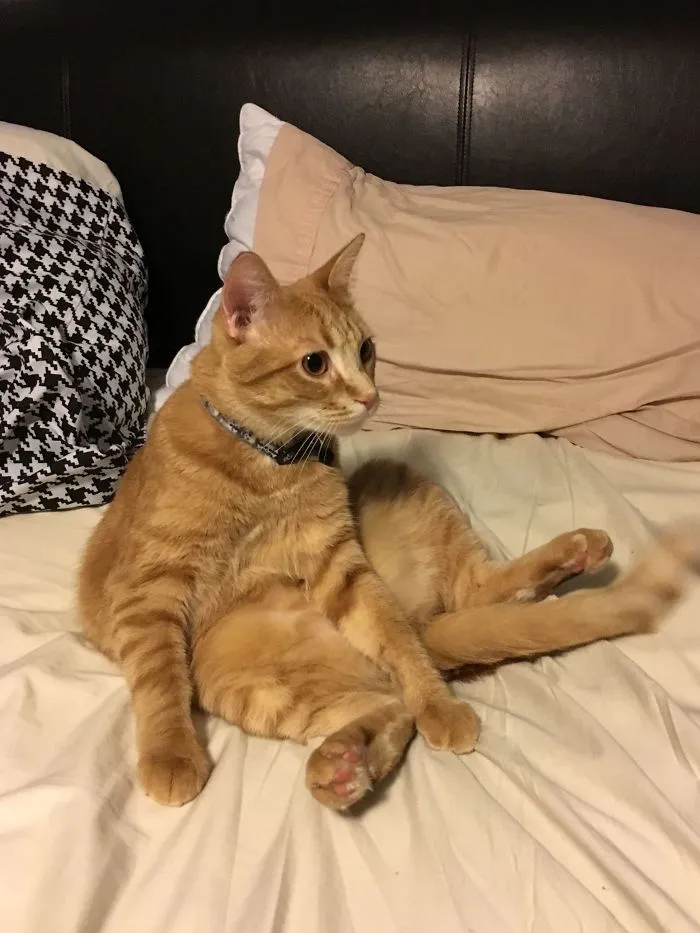 Calvin Sits Pretty?