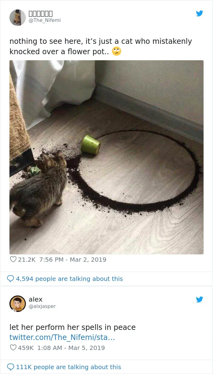 Nada que ver aquí, solo un gato que ha derribado sin querer una maceta / Deja que haga sus hechizos en paz...