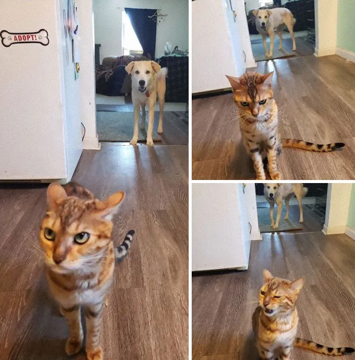 Sarah (Dog) Stole A Bite Of Stella's Food And Stella Came Running To Me In The Kitchen To Literally Bitch About It 🤣 🤣