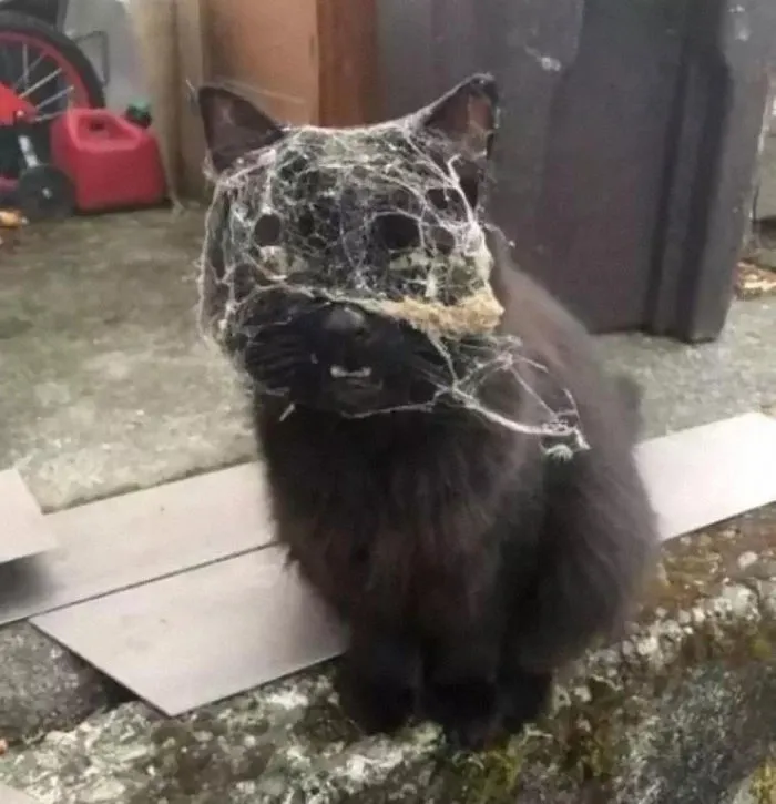 Cat Returns Home After, What Can Only Be Assumed To Be, A Fight With Spider-Man