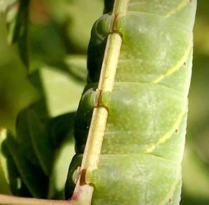 Turns Out, Caterpillars Have Tiny Little Feet, And They're So Cute It's Underrated (30 Pics)