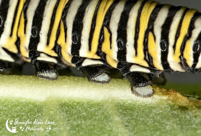Turns Out, Caterpillars Have Tiny Little Feet, And They're So Cute It's Underrated (30 Pics)