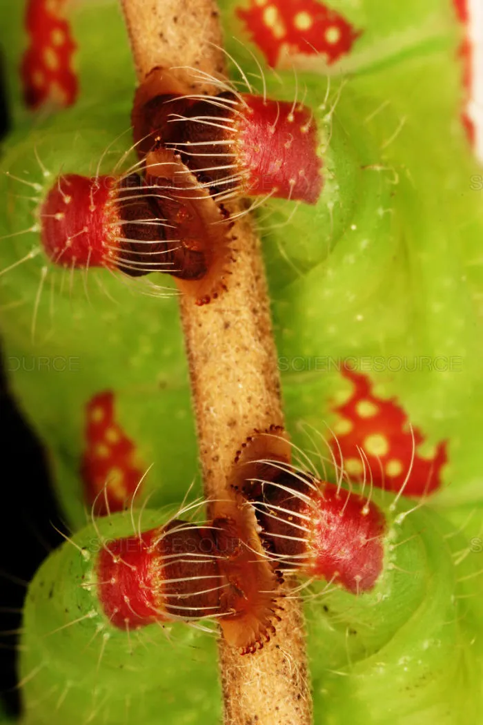 Turns Out, Caterpillars Have Tiny Little Feet, And They're So Cute It's Underrated (30 Pics)