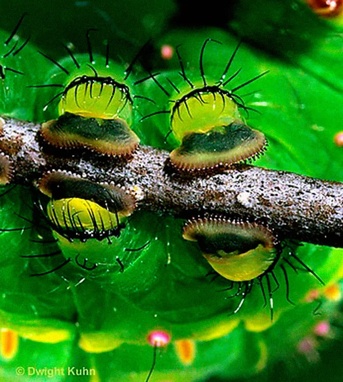 Turns Out, Caterpillars Have Tiny Little Feet, And They're So Cute It's Underrated (30 Pics)