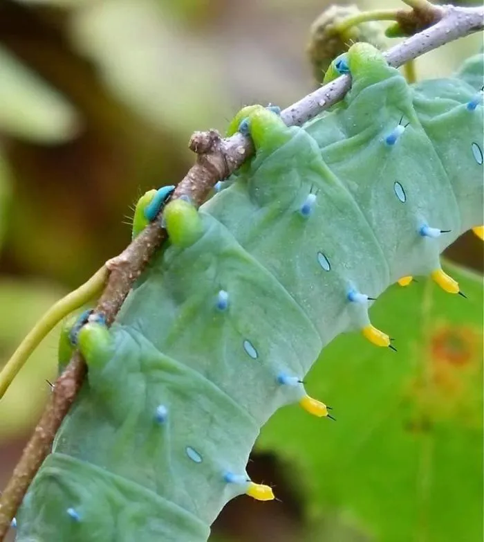 Turns Out, Caterpillars Have Tiny Little Feet, And They're So Cute It's Underrated (30 Pics)