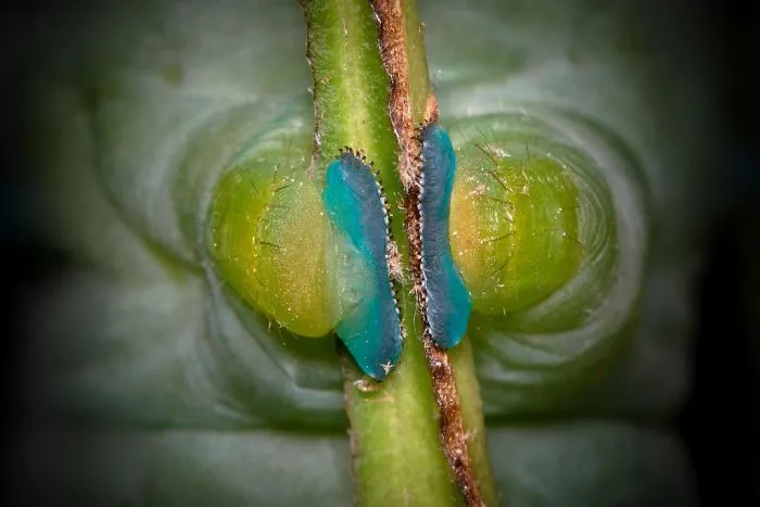 Turns Out, Caterpillars Have Tiny Little Feet, And They're So Cute It's Underrated (30 Pics)