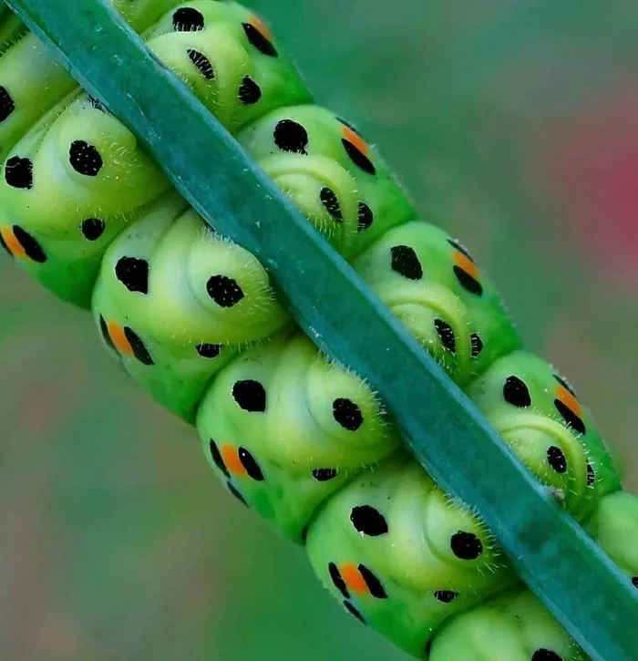 Turns Out, Caterpillars Have Tiny Little Feet, And They're So Cute It's Underrated (30 Pics)