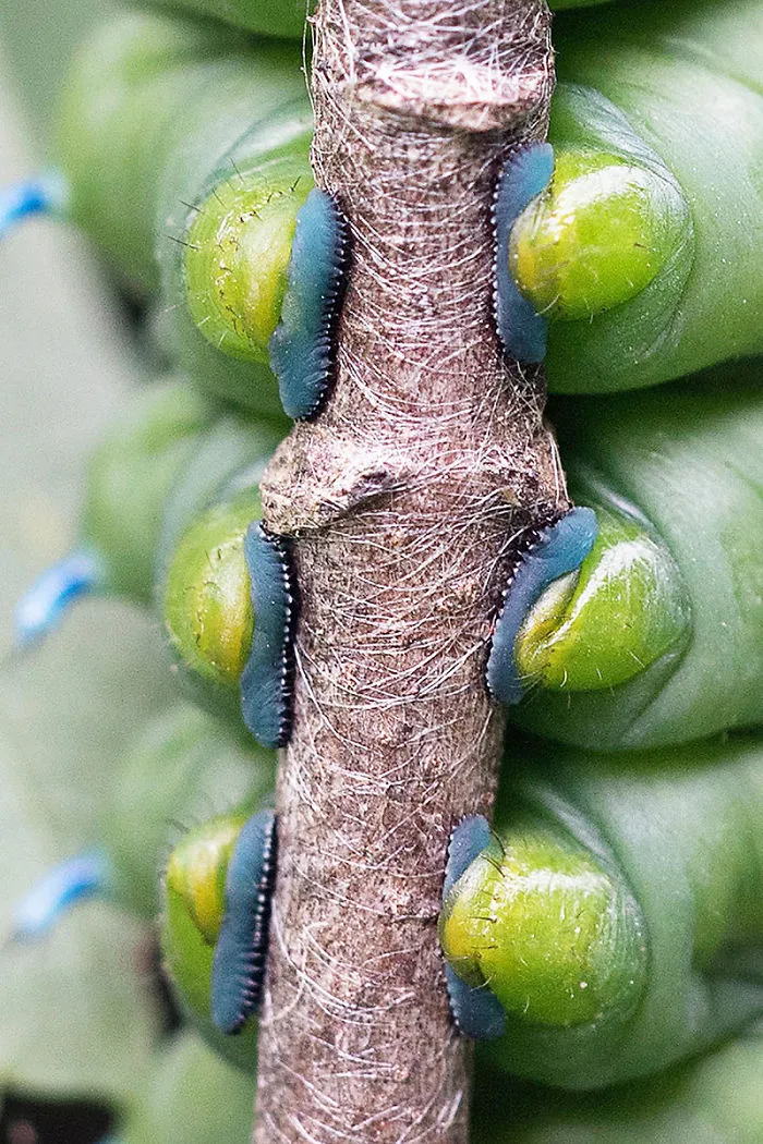 Turns Out, Caterpillars Have Tiny Little Feet, And They're So Cute It's Underrated (30 Pics)