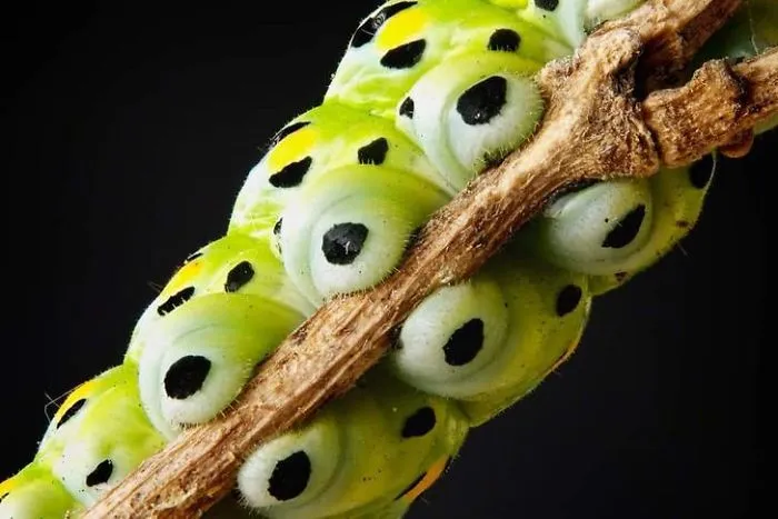 Turns Out, Caterpillars Have Tiny Little Feet, And They're So Cute It's Underrated (30 Pics)