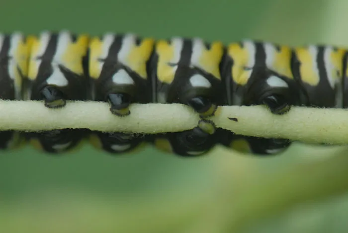 Turns Out, Caterpillars Have Tiny Little Feet, And They're So Cute It's Underrated (30 Pics)