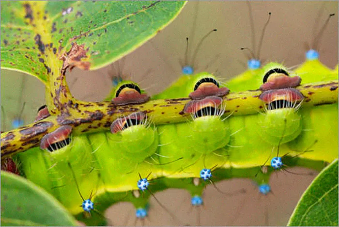 Turns Out, Caterpillars Have Tiny Little Feet, And They're So Cute It's Underrated (30 Pics)