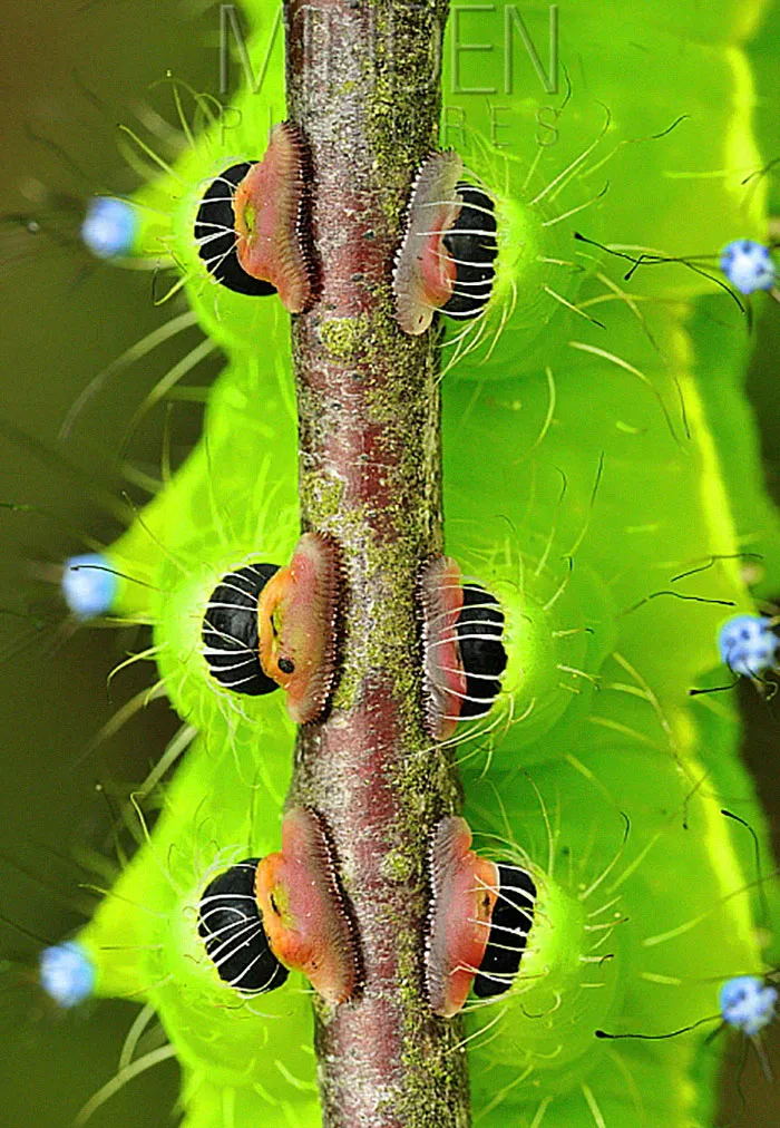 Turns Out, Caterpillars Have Tiny Little Feet, And They're So Cute It's Underrated (30 Pics)
