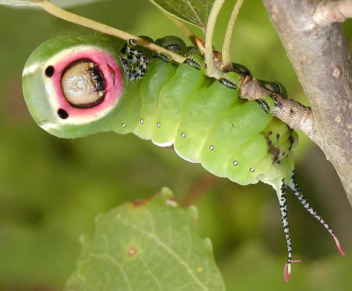 Turns Out, Caterpillars Have Tiny Little Feet, And They're So Cute It's Underrated (30 Pics)