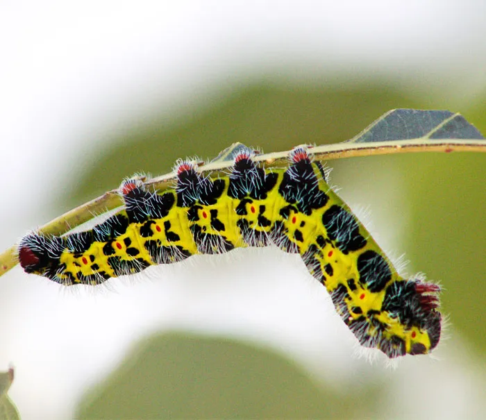 Turns Out, Caterpillars Have Tiny Little Feet, And They're So Cute It's Underrated (30 Pics)