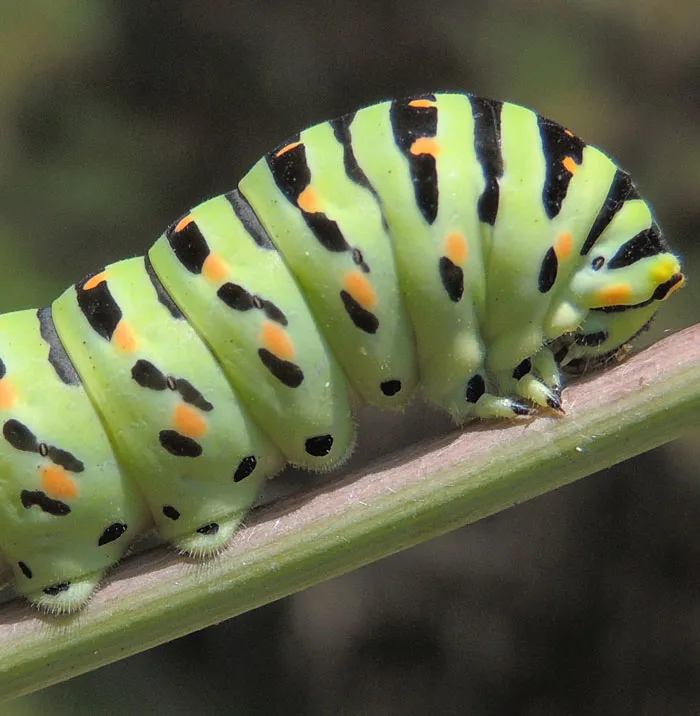 Turns Out, Caterpillars Have Tiny Little Feet, And They're So Cute It's Underrated (30 Pics)