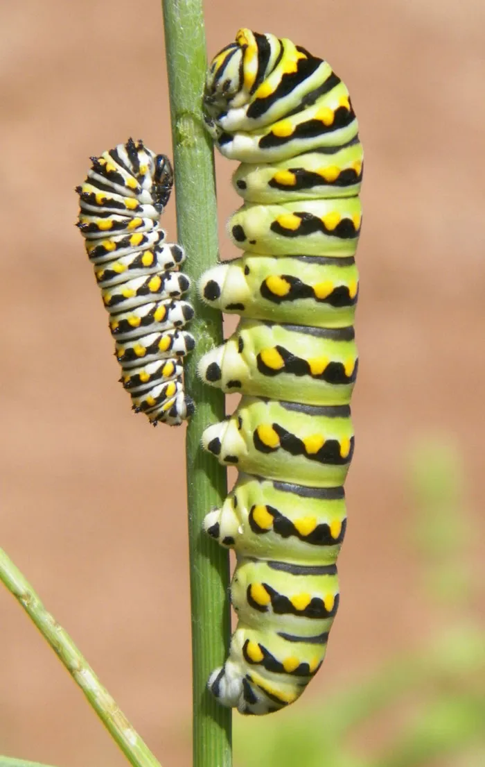 Turns Out, Caterpillars Have Tiny Little Feet, And They're So Cute It's Underrated (30 Pics)