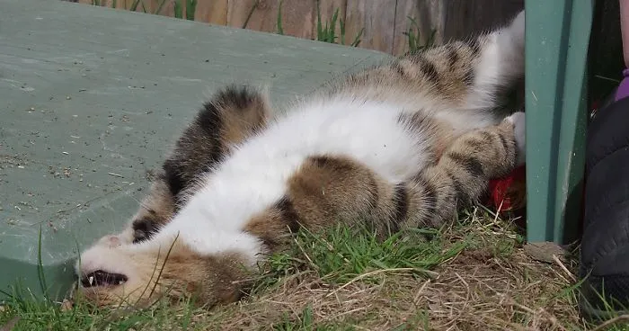 Our And Our Neighbor's Cats Found Catnip And Cat.exe Stopped Functioning (30 Pics)