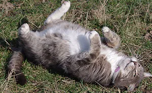 Our And Our Neighbor's Cats Found Catnip And Cat.exe Stopped Functioning (30 Pics)