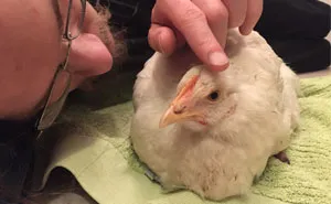 Heartwarming Story Of A Chicken Named Victoria Who Found A Loving Home After Escaping A Factory Farm