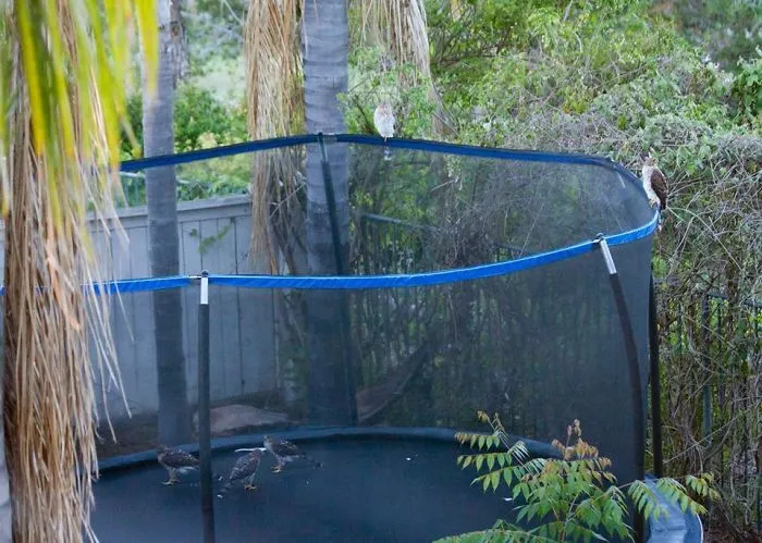 I Present To You.......hawks On A Trampoline