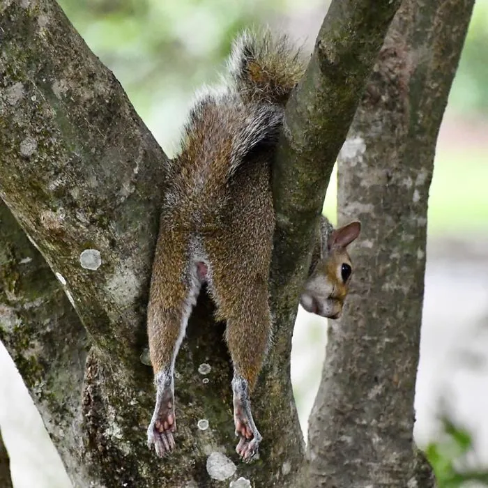 Even The Squirrels Have Given Up On 2020 (Edit- No Need To Be Concerned...the Squirrel Is Just Resting. She Moved On Quickly After)