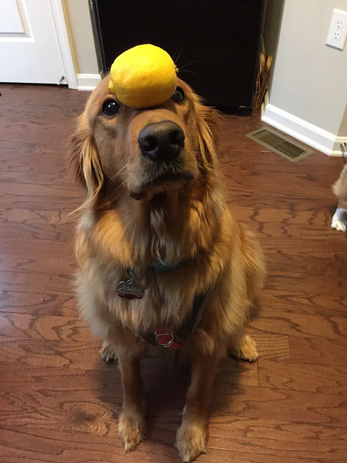 Here Are 25 Photos Of The Dog Who Won't Leave Her House Without One Of Her Plushies