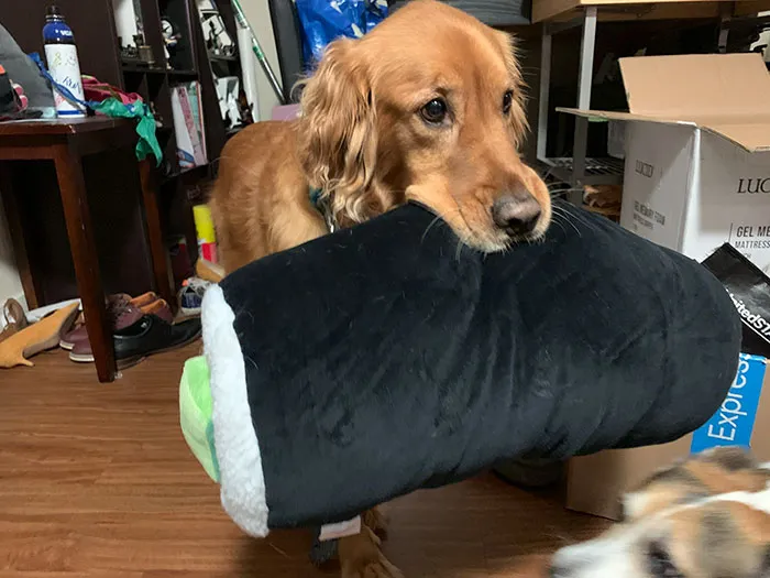 Here Are 25 Photos Of The Dog Who Won't Leave Her House Without One Of Her Plushies