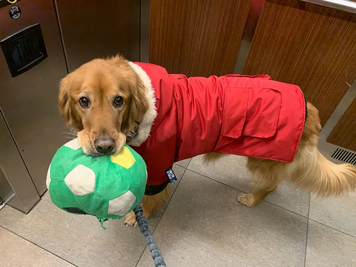 Here Are 25 Photos Of The Dog Who Won't Leave Her House Without One Of Her Plushies