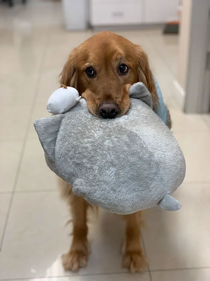 Here Are 25 Photos Of The Dog Who Won't Leave Her House Without One Of Her Plushies