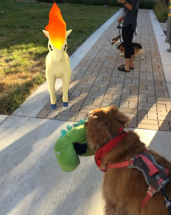 Here Are 25 Photos Of The Dog Who Won't Leave Her House Without One Of Her Plushies