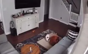 Camera Catches Dog Taking His Bed To His Sick Brother