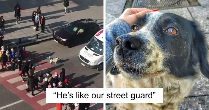 This Dog Comes Here Every Day And Helps Kindergarten Kids Safely Cross The Street
