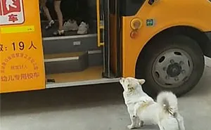 Wholesome Dog Takes His Little Owner To And From The School Bus Every Day