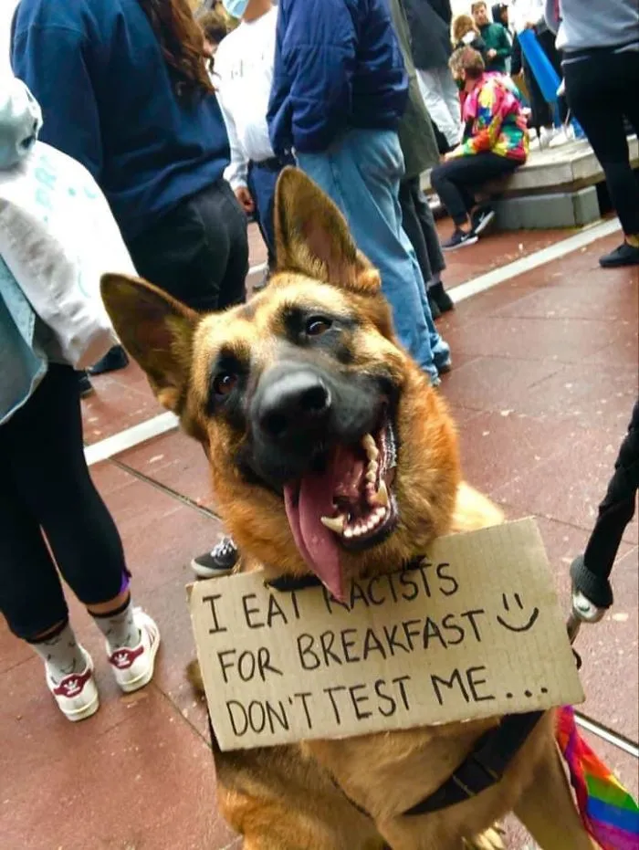 Dog Signs