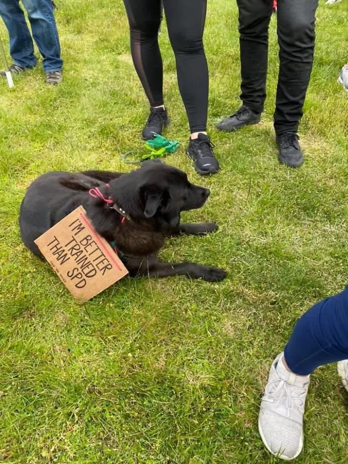 Dog Signs